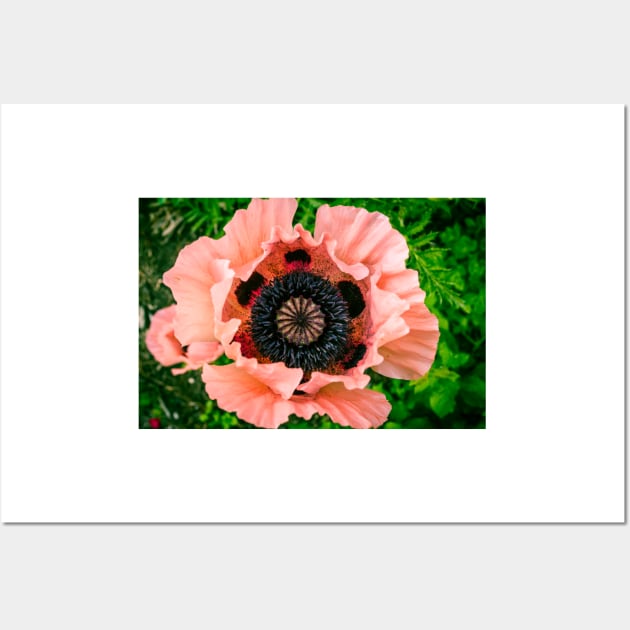 Poppy 3 Wall Art by Robert Alsop